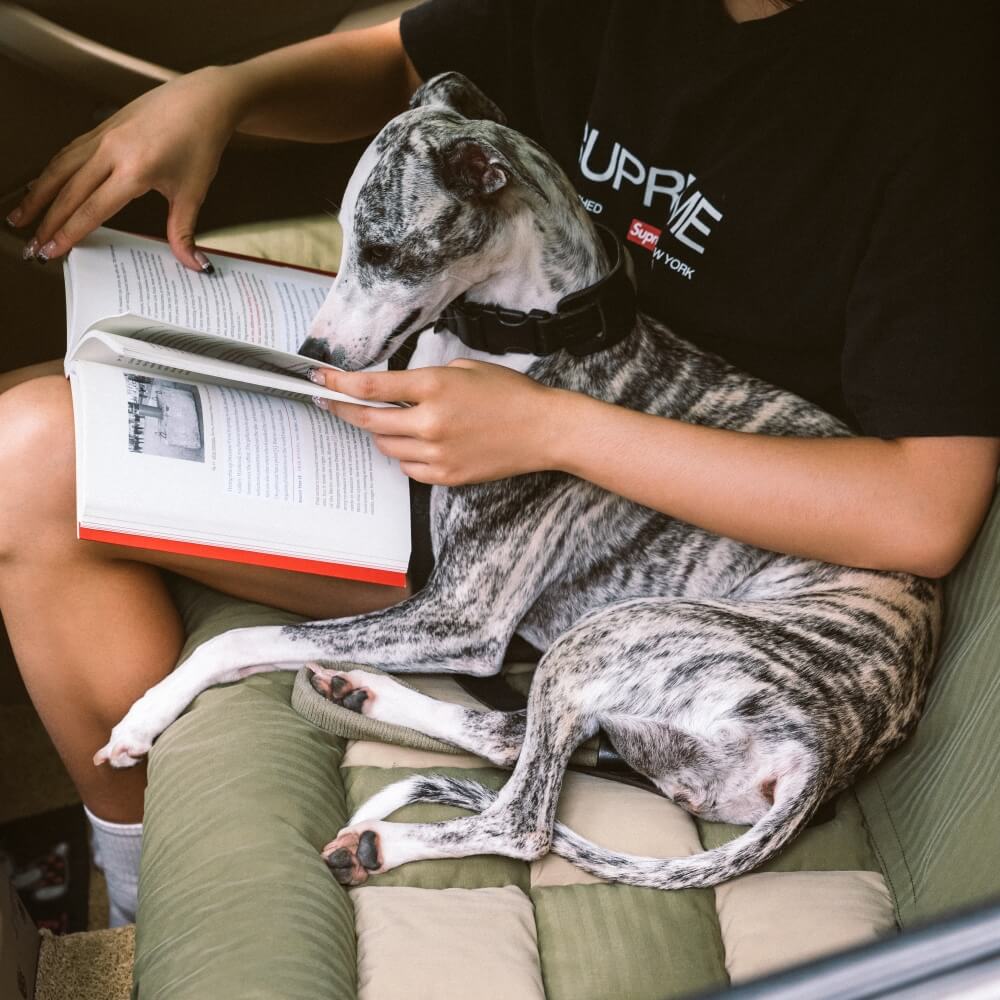 Dog Car Seat – Comfortable with Safety Bolster and Checkerboard Pattern
